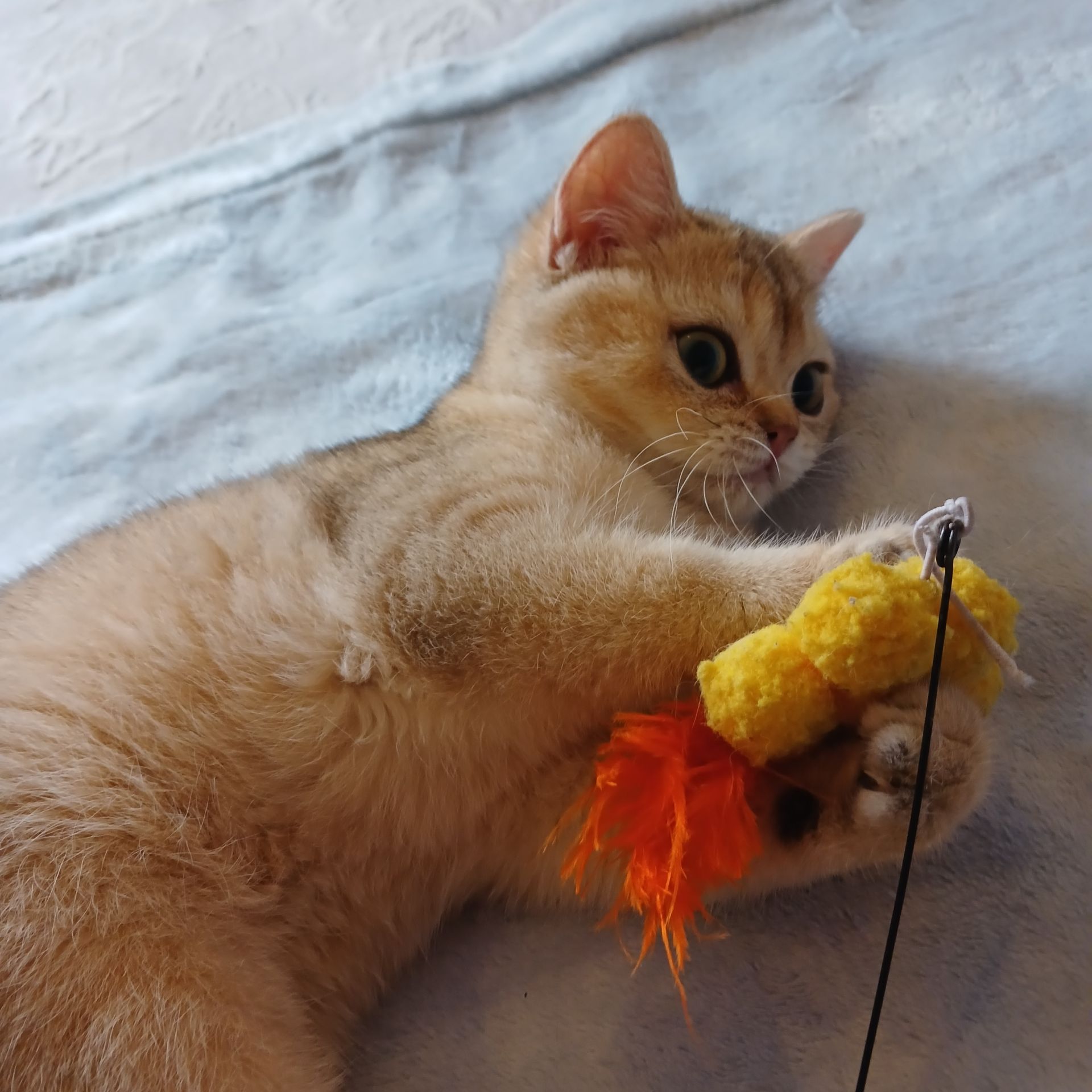 Дівчинка Британська золота шиншила кошенятко