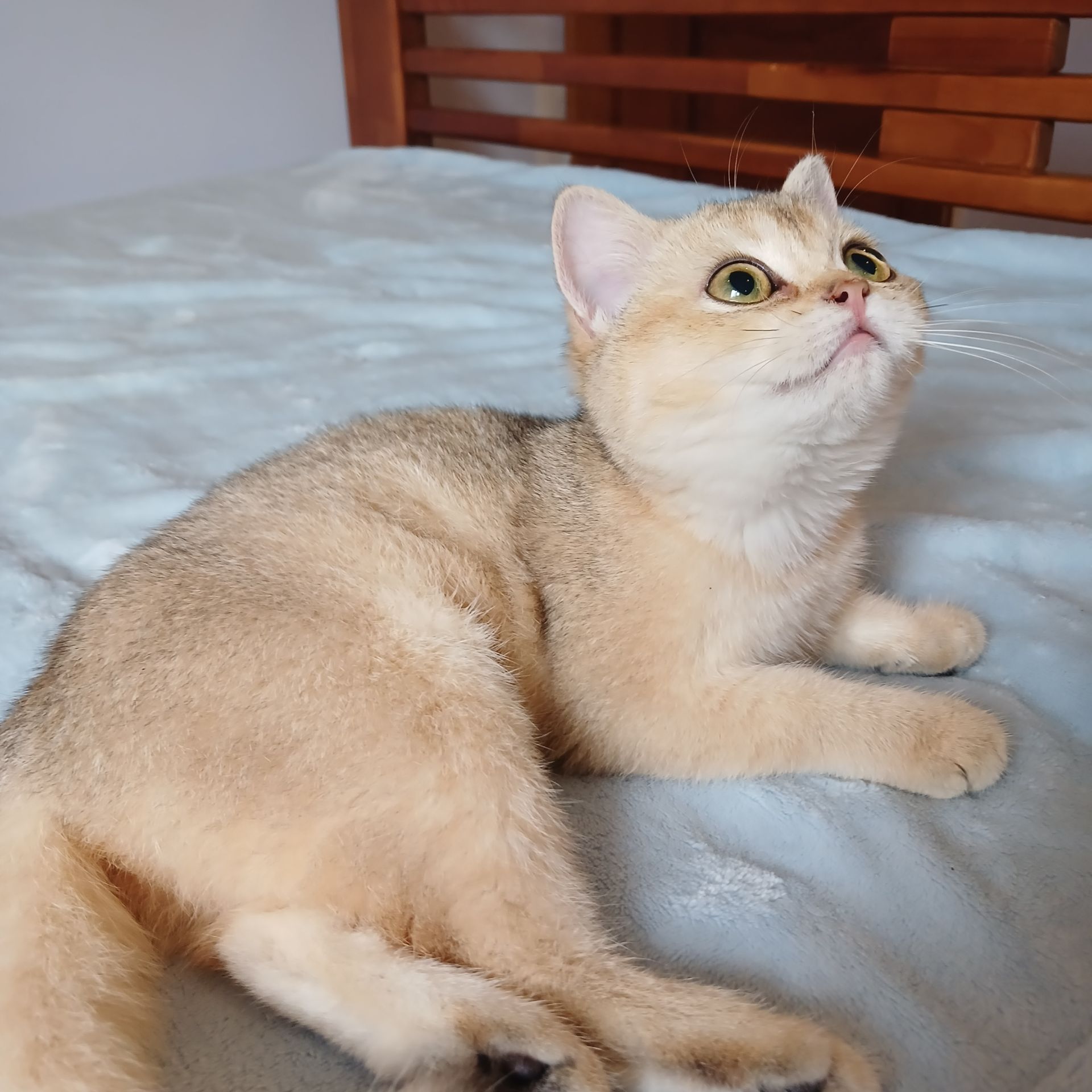 Дівчинка Британська золота шиншила кошенятко