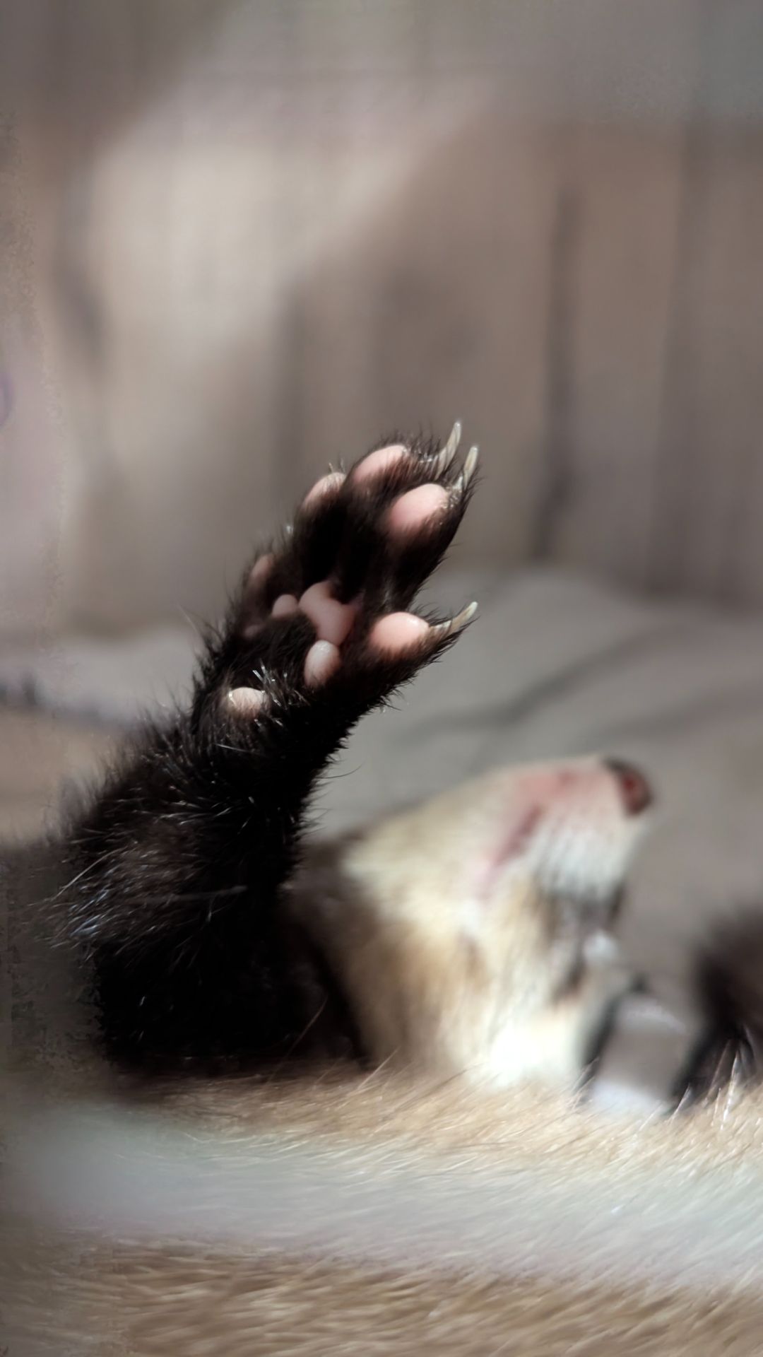 Продам хорька, девочка