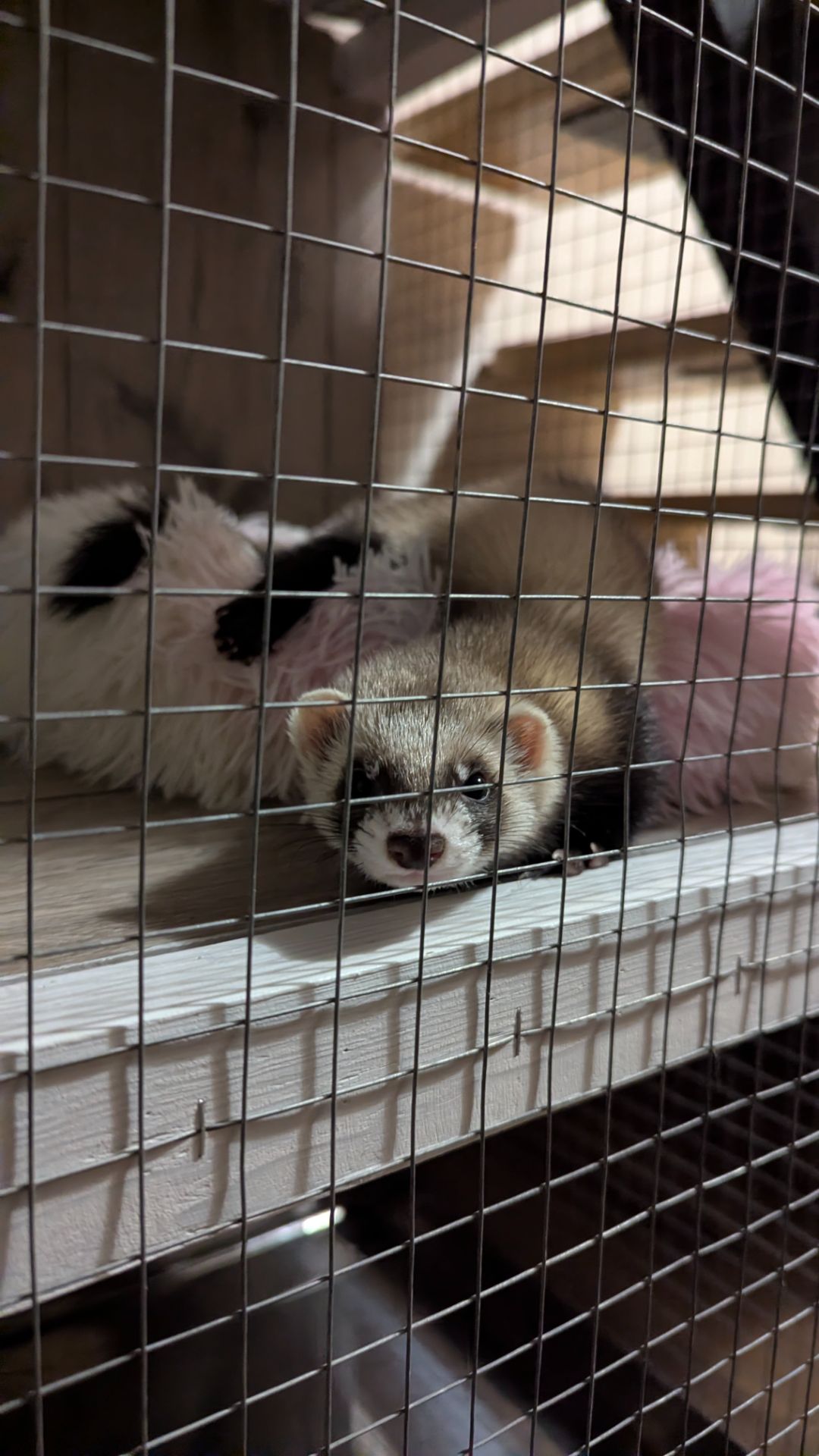 Продам хорька, девочка