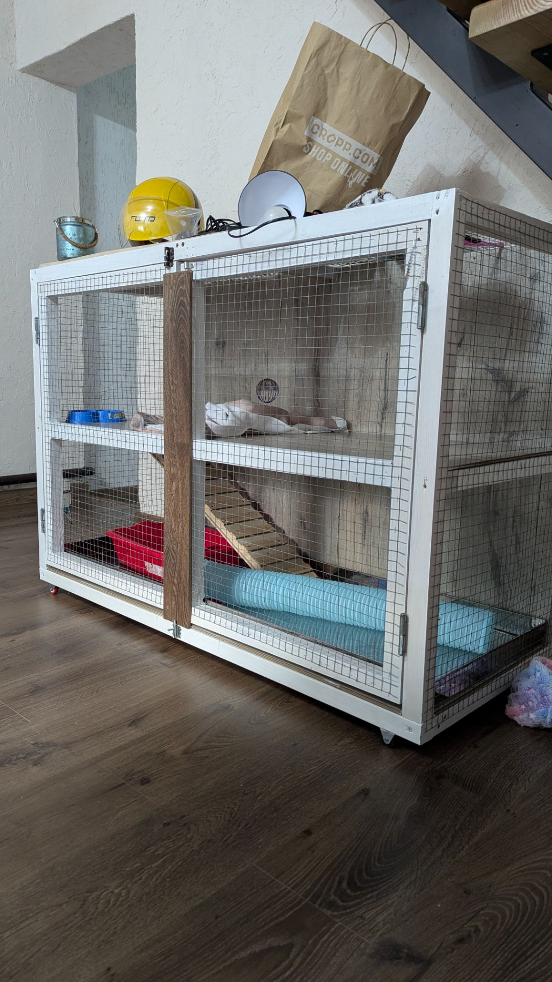 Продам хорька, девочка