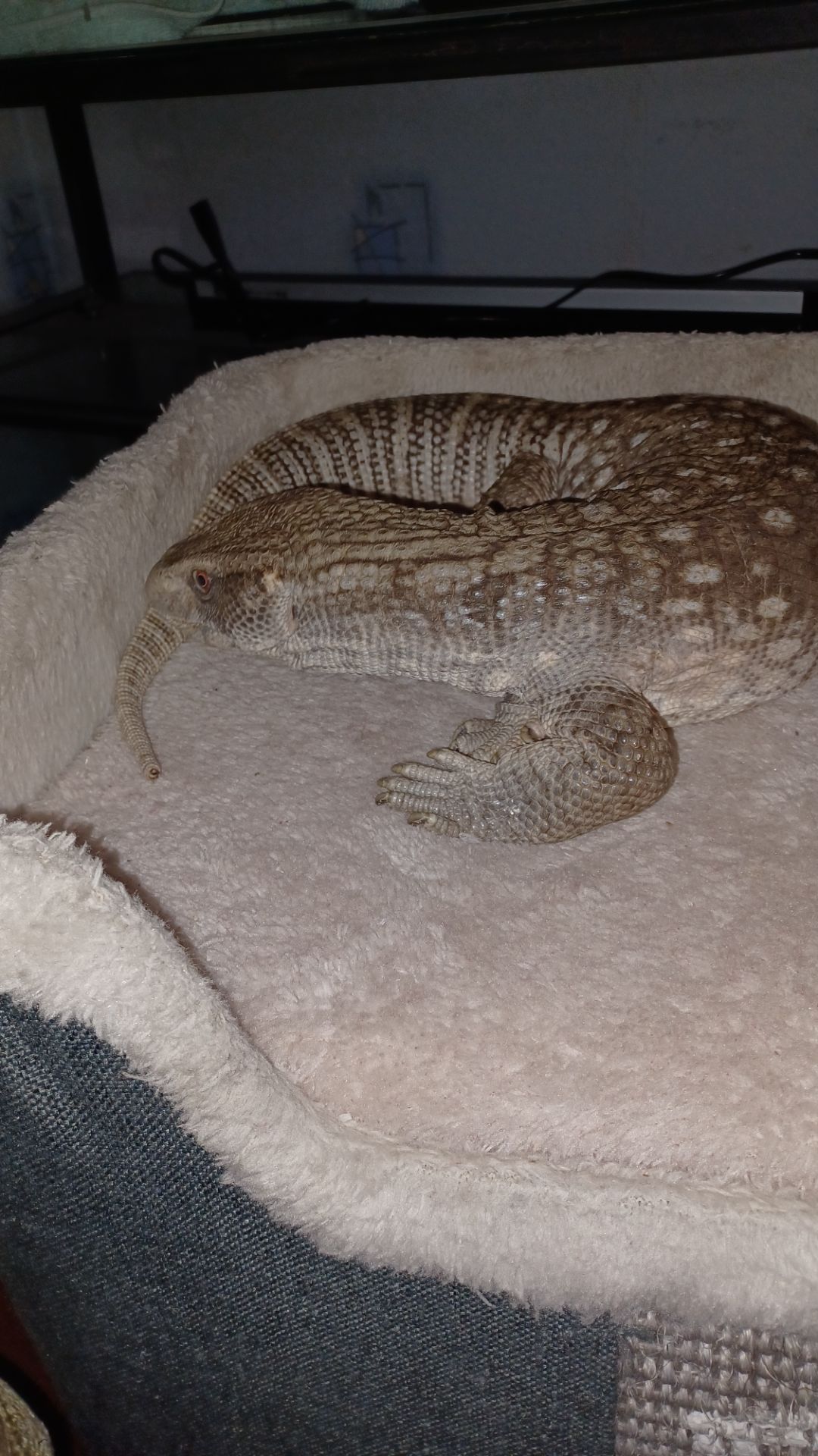Взрослый капский варан самец с террарумом
