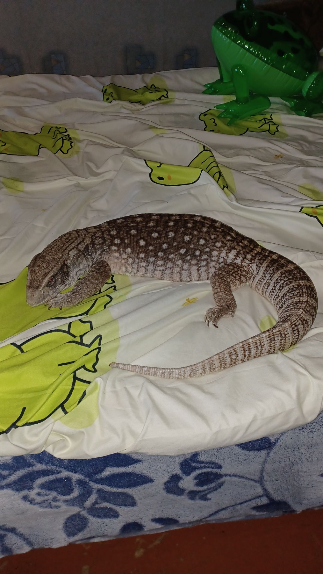 Взрослый капский варан самец с террарумом