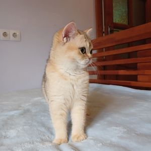 Дівчинка Британська золота шиншила кошенятко