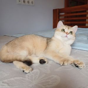 Дівчинка Британська золота шиншила кошенятко