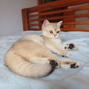 Дівчинка Британська золота шиншила кошенятко