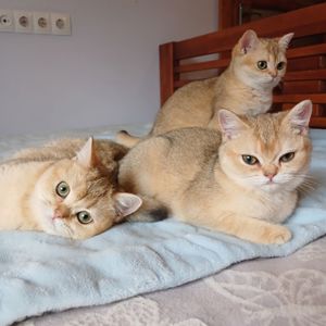 Дівчинка Британська золота шиншила кошенятко