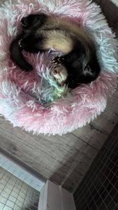 Продам хорька, девочка