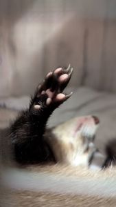 Продам хорька, девочка