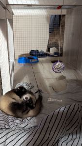 Продам хорька, девочка