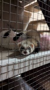 Продам хорька, девочка