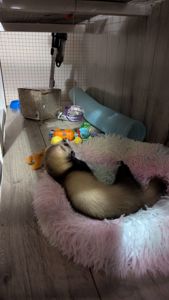 Продам хорька, девочка