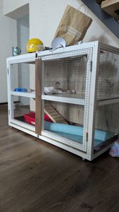 Продам хорька, девочка