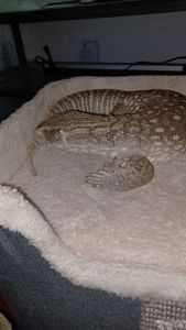 Взрослый капский варан самец с террарумом