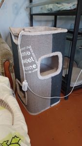 Взрослый капский варан самец с террарумом