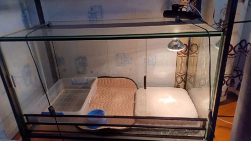 Взрослый капский варан самец с террарумом