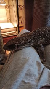 Взрослый капский варан самец с террарумом