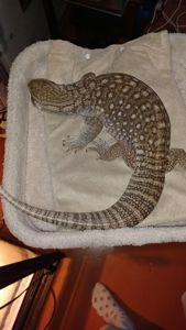 Взрослый капский варан самец с террарумом