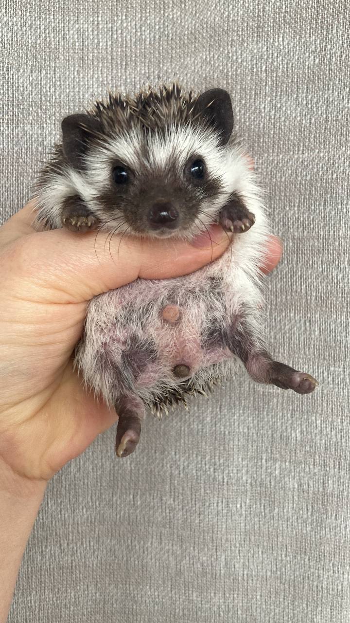 Африканський карликовий їжак. Хлопчик