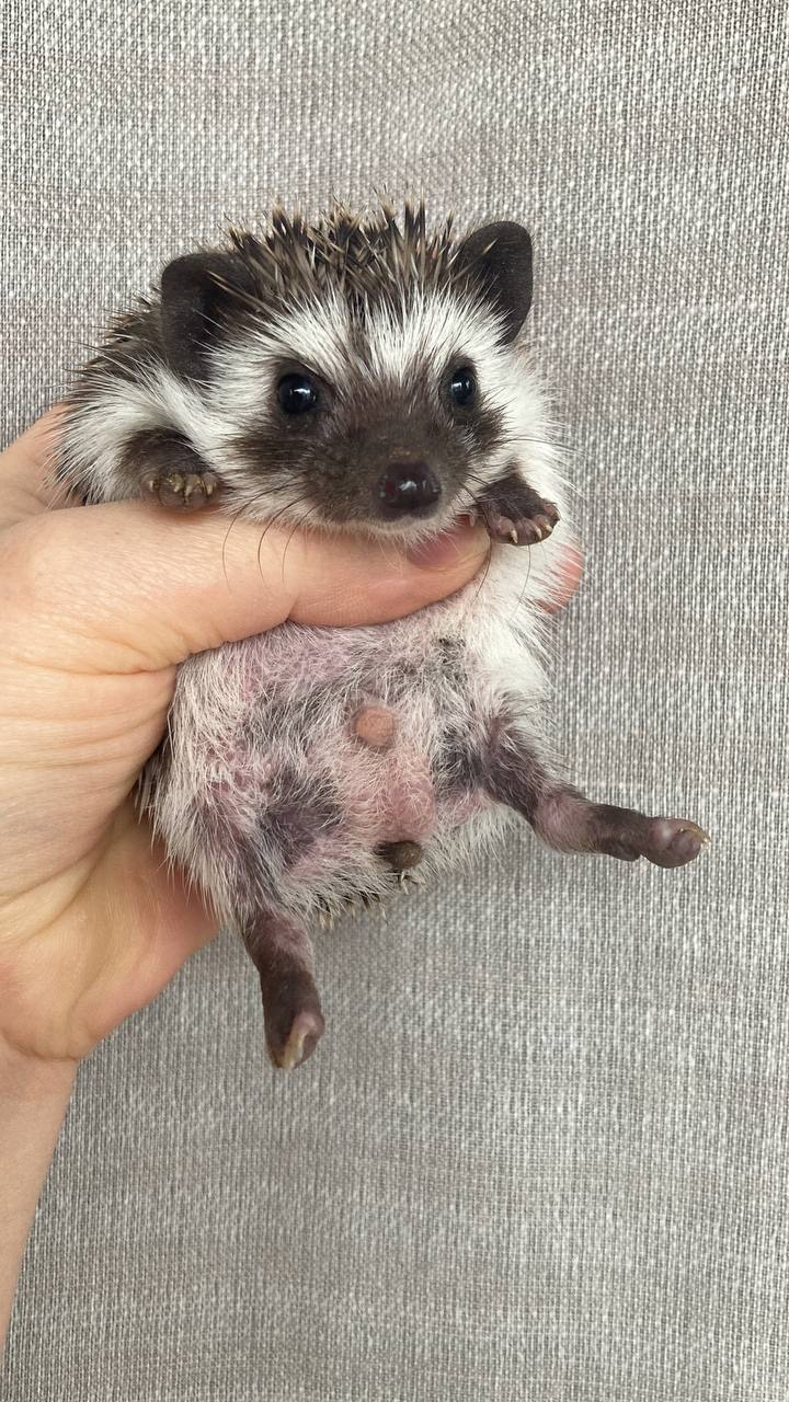 Африканський карликовий їжак. Хлопчик