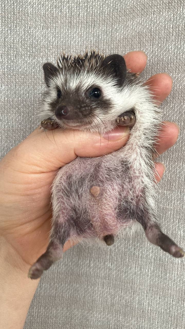 Африканський карликовий їжак. Хлопчик