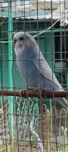 Хвилястиі папугаі