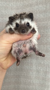 Африканський карликовий їжак. Хлопчик