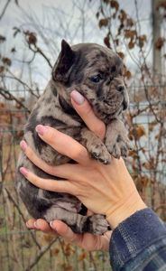 Цуценя французького бульдога дівчинка