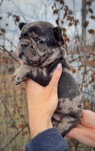 Цуценя французького бульдога дівчинка