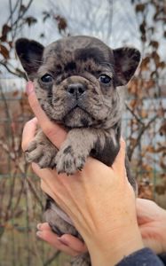 Цуценя французького бульдога дівчинка