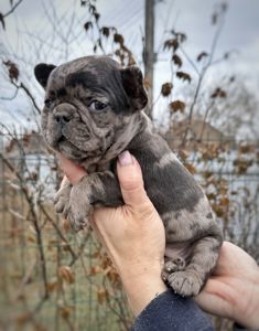 Цуценя французького бульдога дівчинка