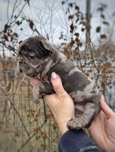 Цуценя французького бульдога дівчинка