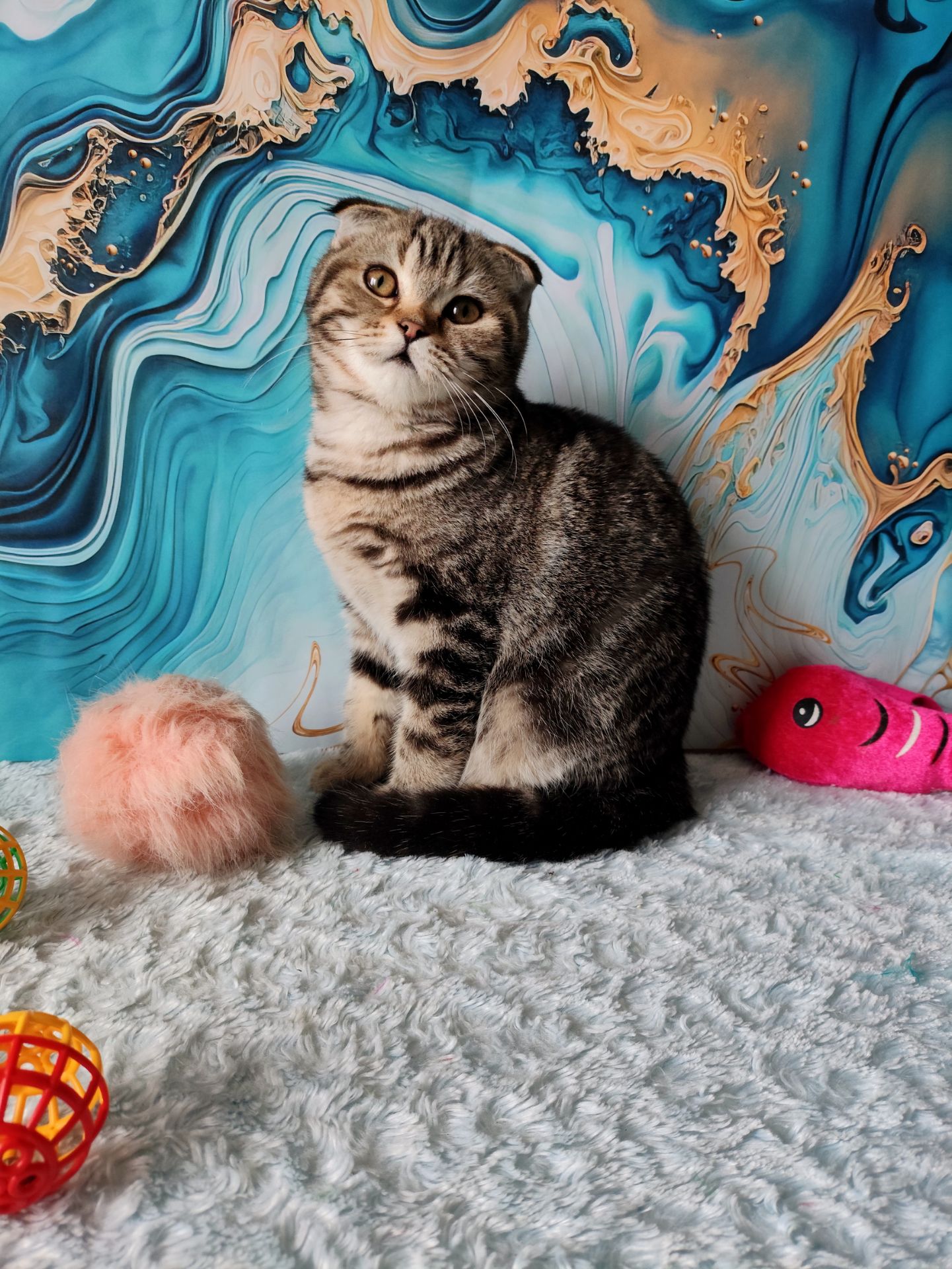 Шотландська висловуха дівчинка мармурове забарвлення