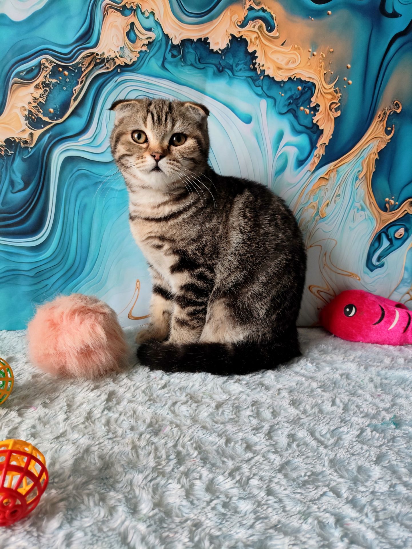 Шотландська висловуха дівчинка мармурове забарвлення