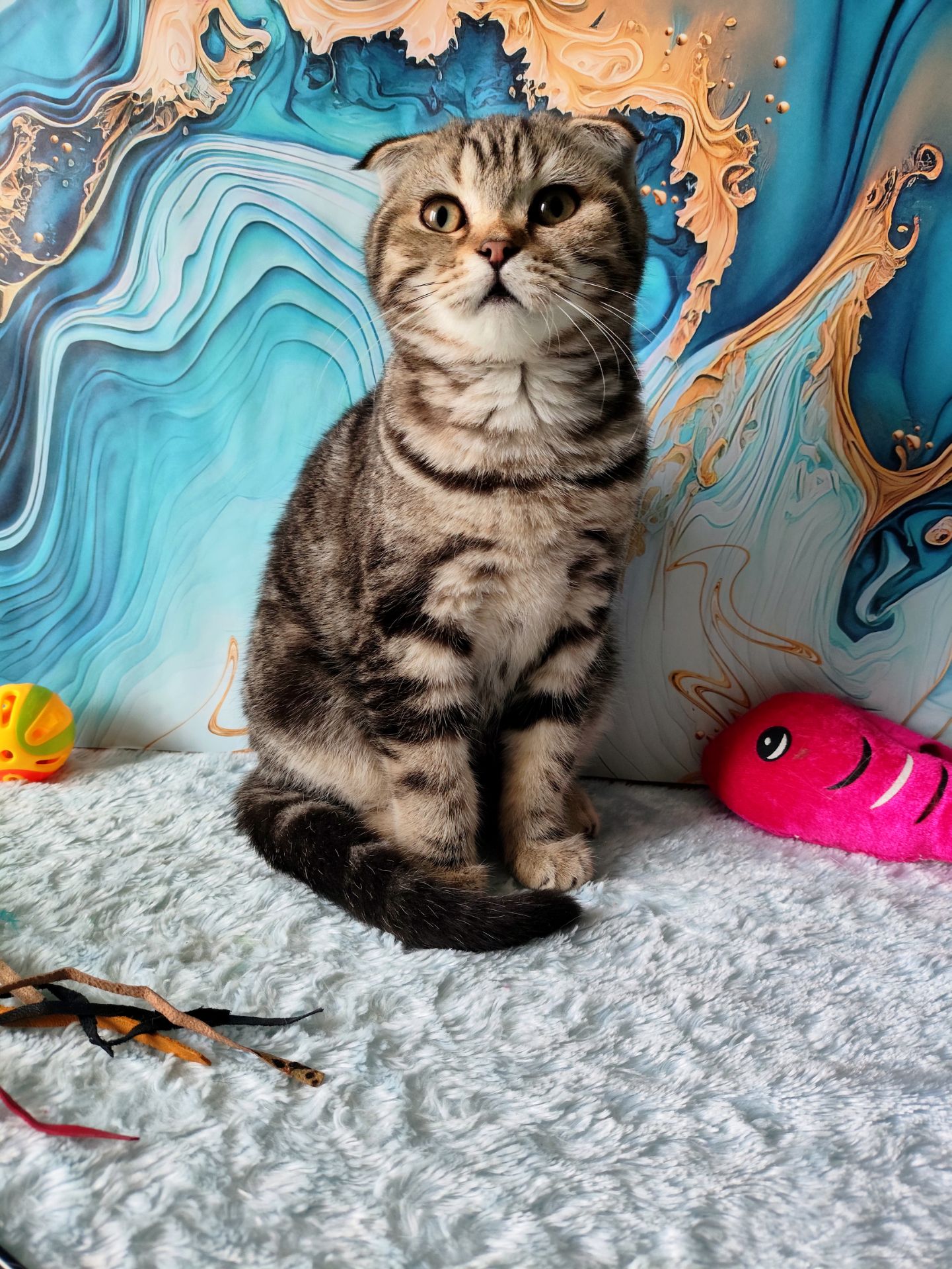 Шотландська висловуха дівчинка мармурове забарвлення