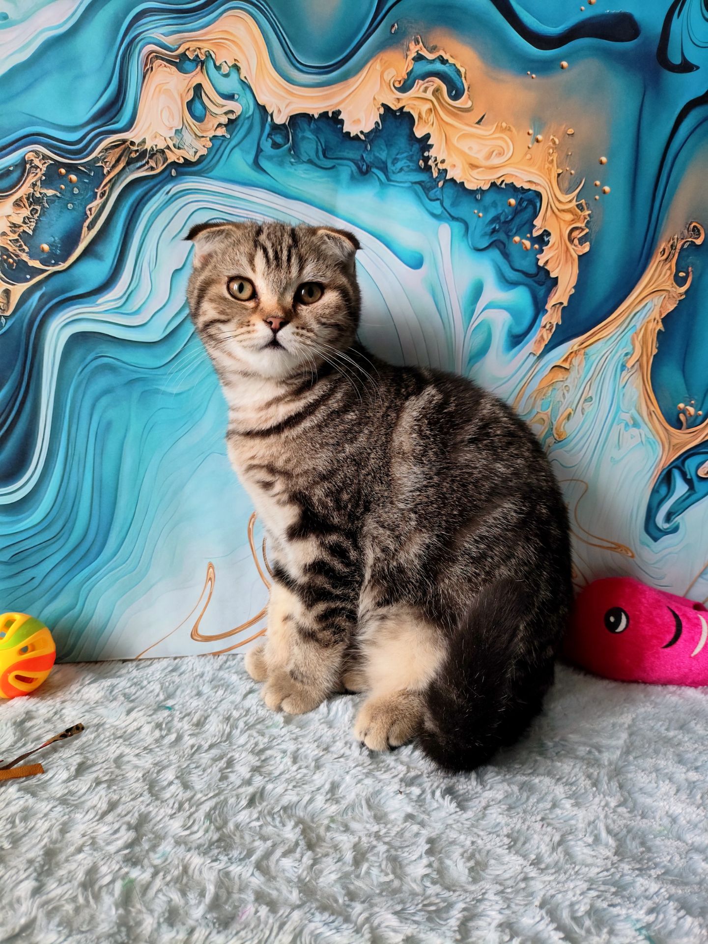 Шотландська висловуха дівчинка мармурове забарвлення