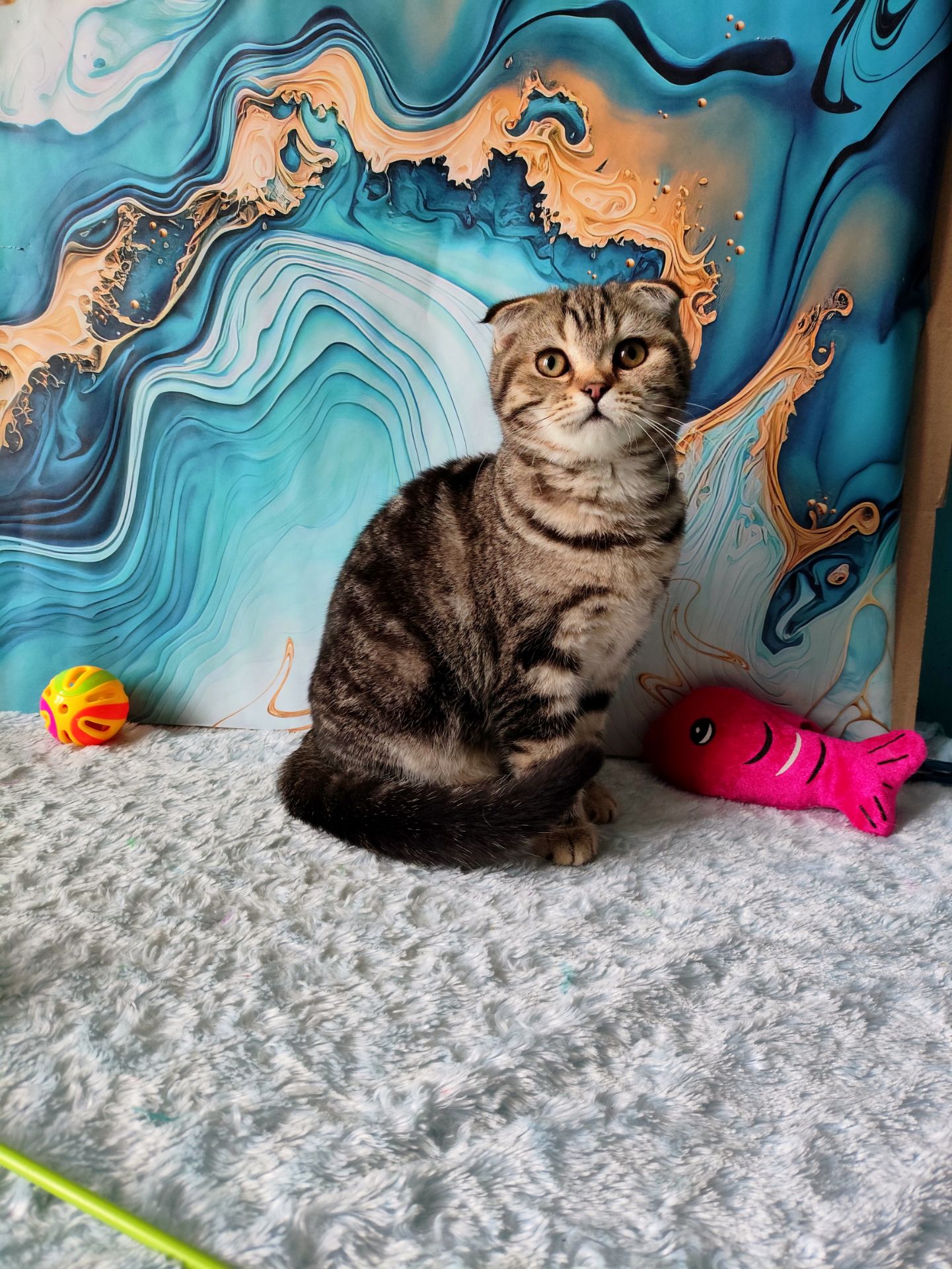 Шотландська висловуха дівчинка мармурове забарвлення