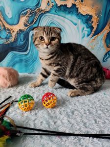 Шотландська висловуха дівчинка мармурове забарвлення