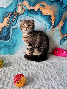 Шотландська висловуха дівчинка мармурове забарвлення