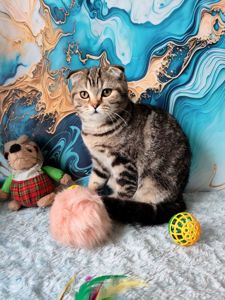 Шотландська висловуха дівчинка мармурове забарвлення