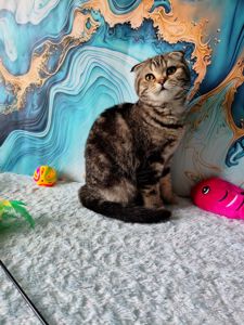 Шотландська висловуха дівчинка мармурове забарвлення