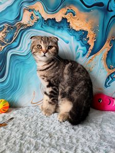 Шотландська висловуха дівчинка мармурове забарвлення