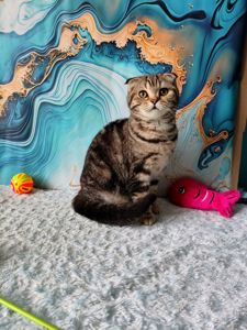 Шотландська висловуха дівчинка мармурове забарвлення