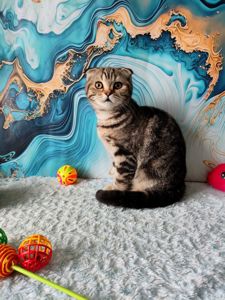 Шотландська висловуха дівчинка мармурове забарвлення