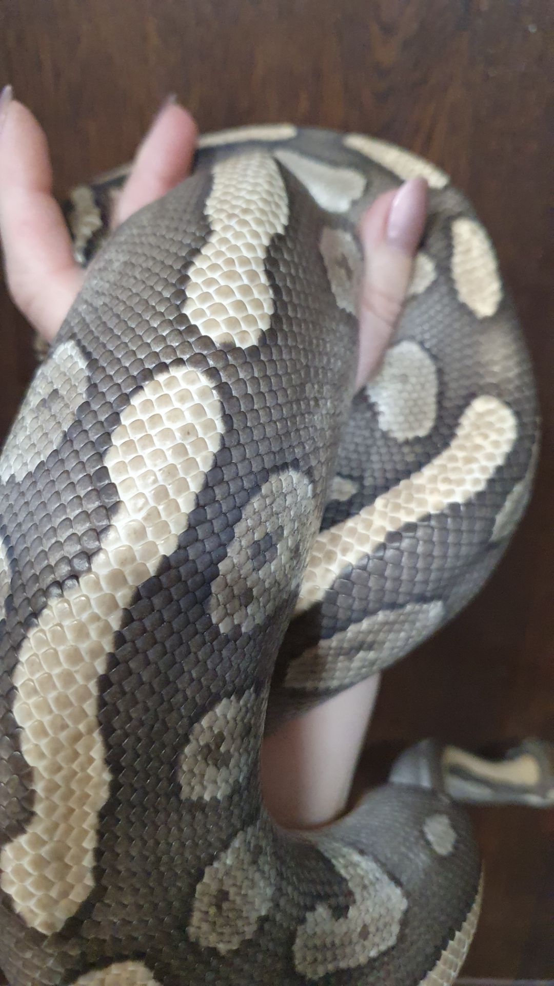 Морфний самець королівського пітона