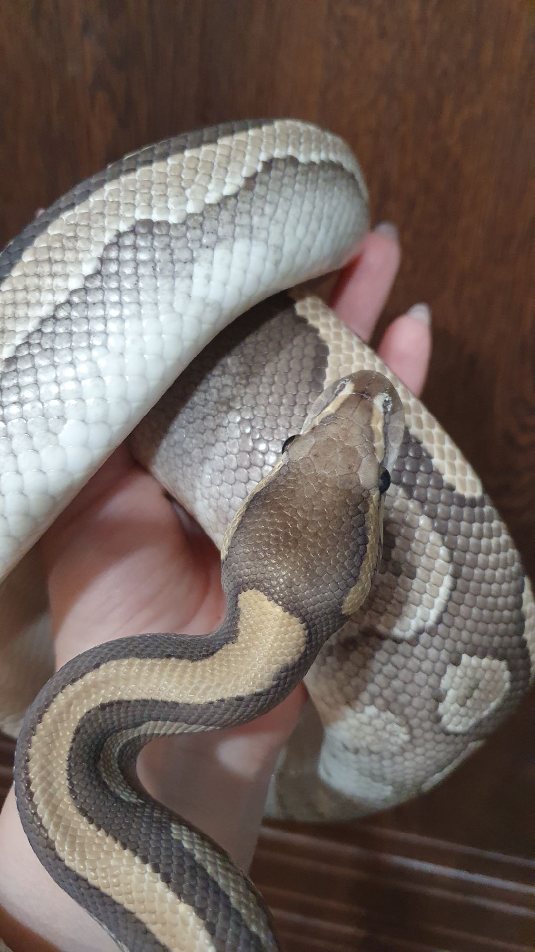 Морфний самець королівського пітона