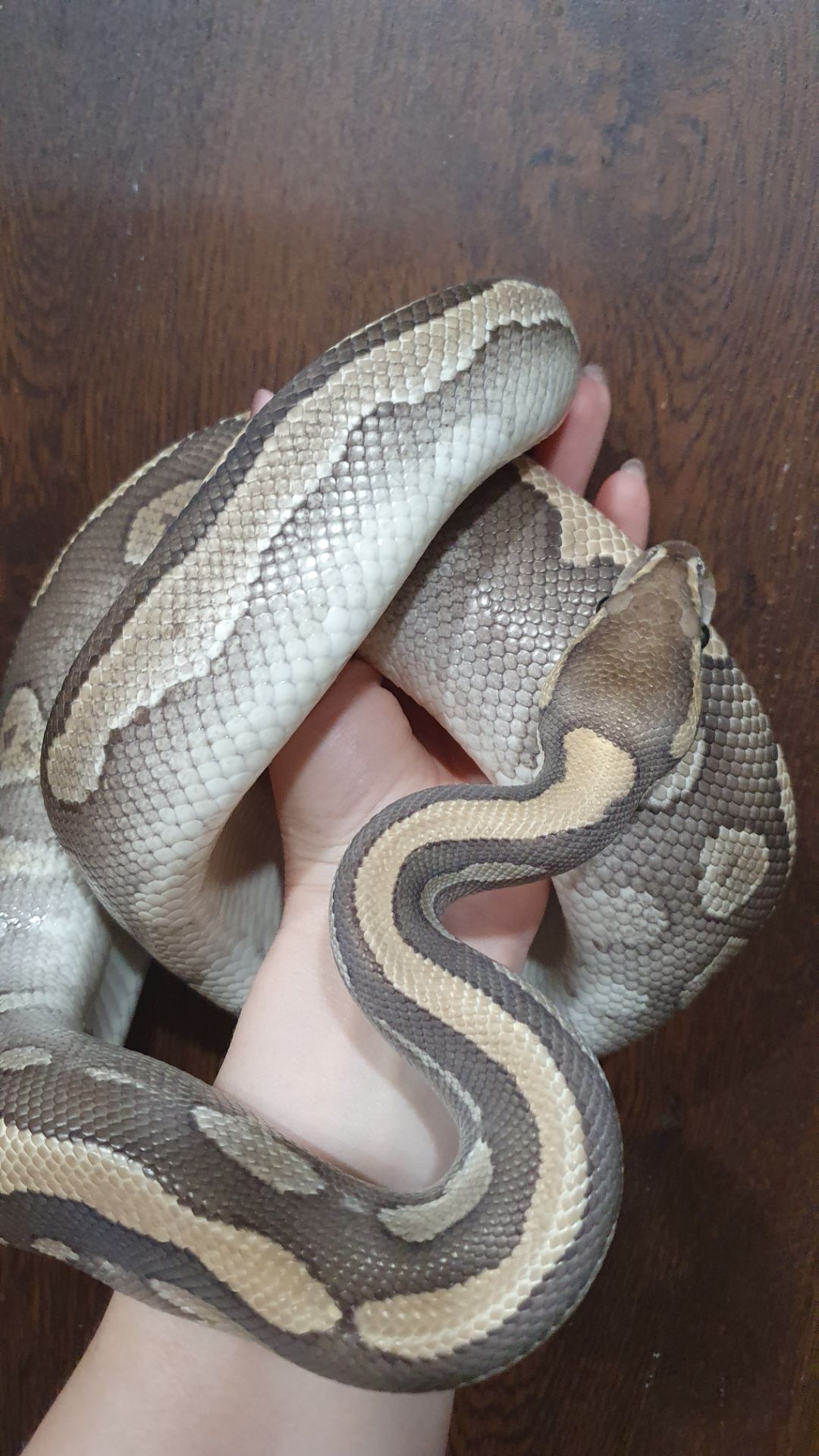 Морфний самець королівського пітона