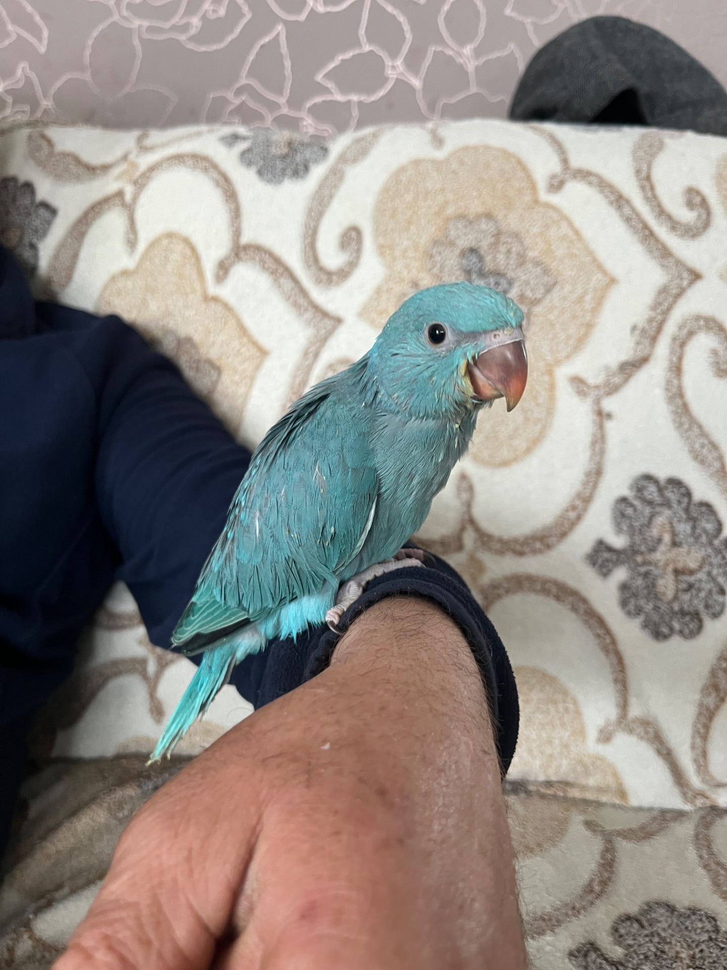 Викормиші ожерелових папуг