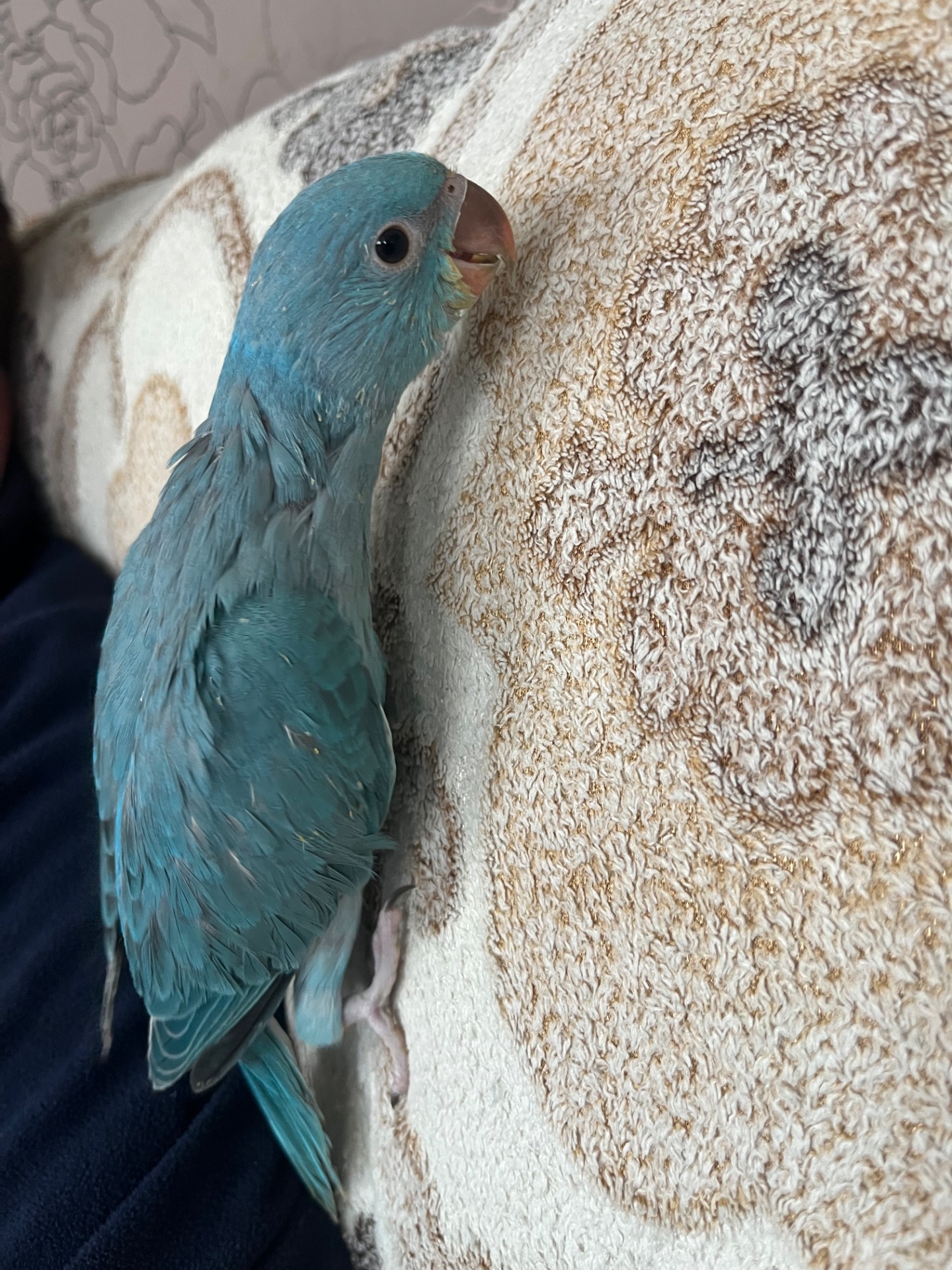 Викормиші ожерелових папуг