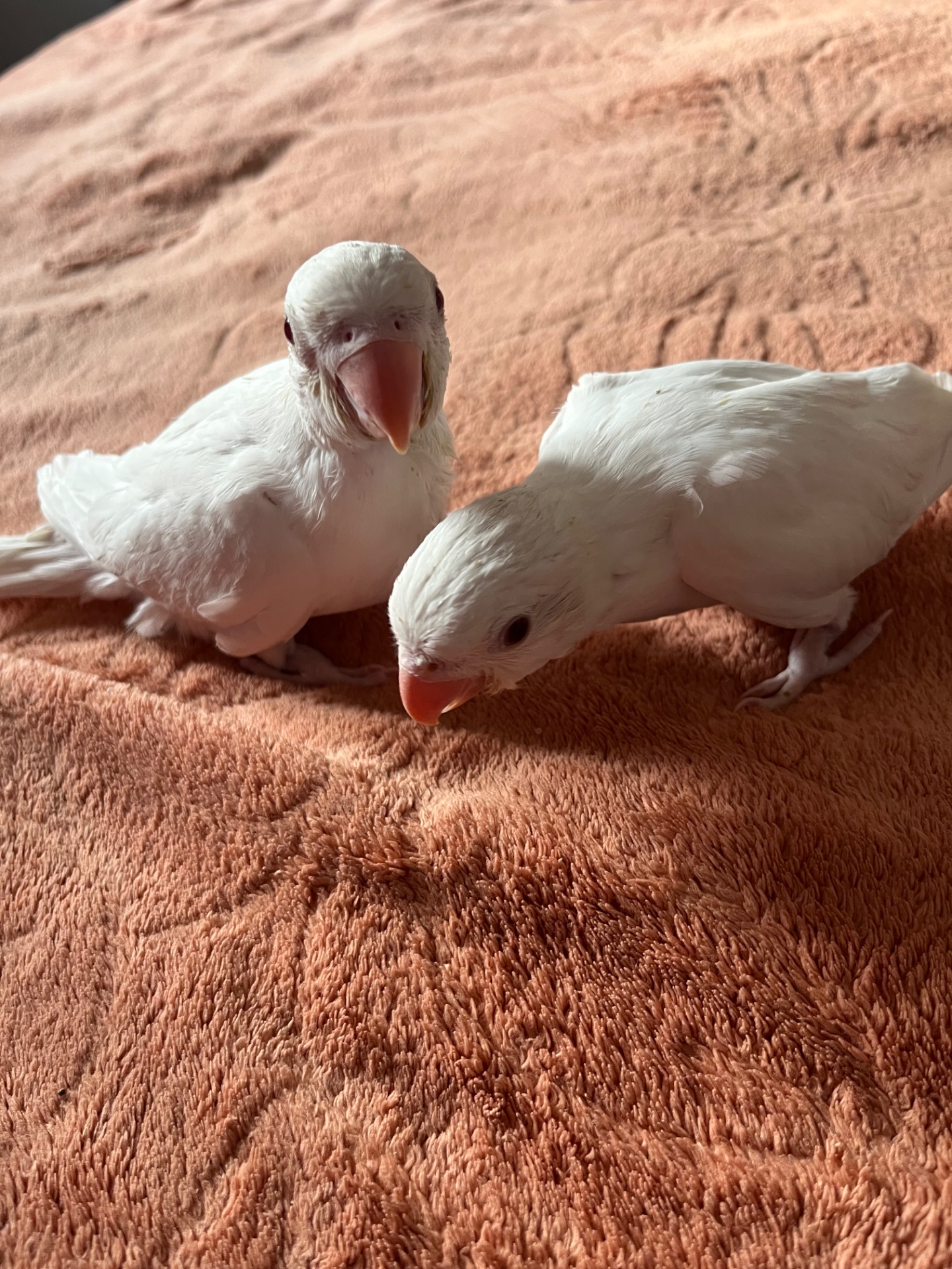 Викормиші ожерелових папуг